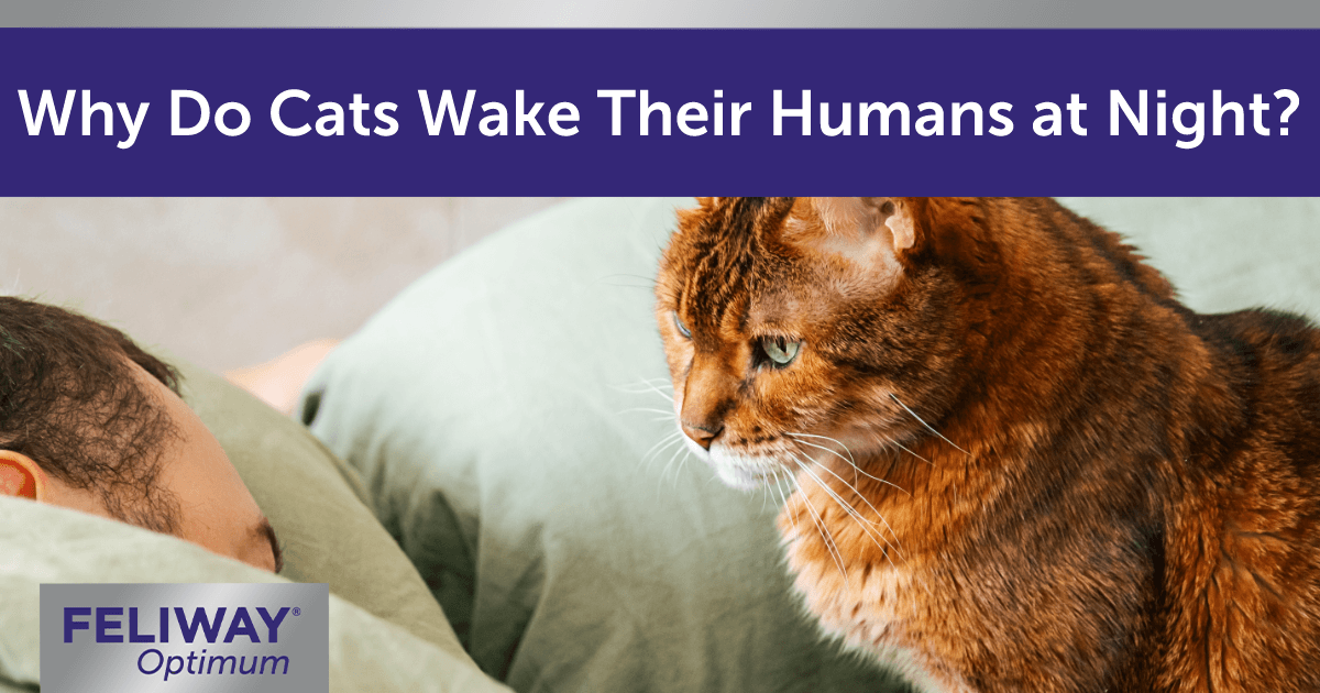 Cat looking at a human asleep in a bed.
