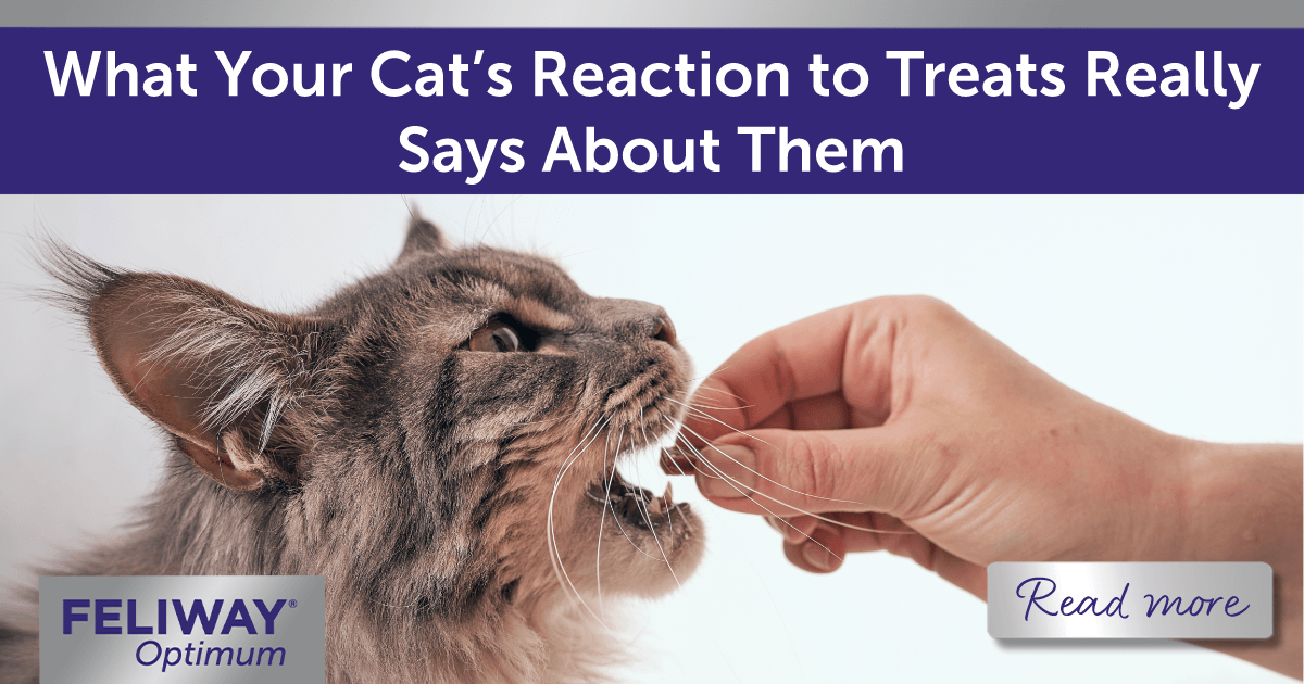 Grey Maine Coon cat eating a treat from an outstretched hand.