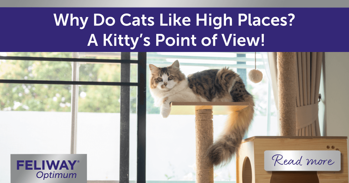 Cat sitting on a cat tree by the window.