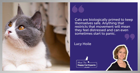 British Shorthair cat lying in a wardrobe.