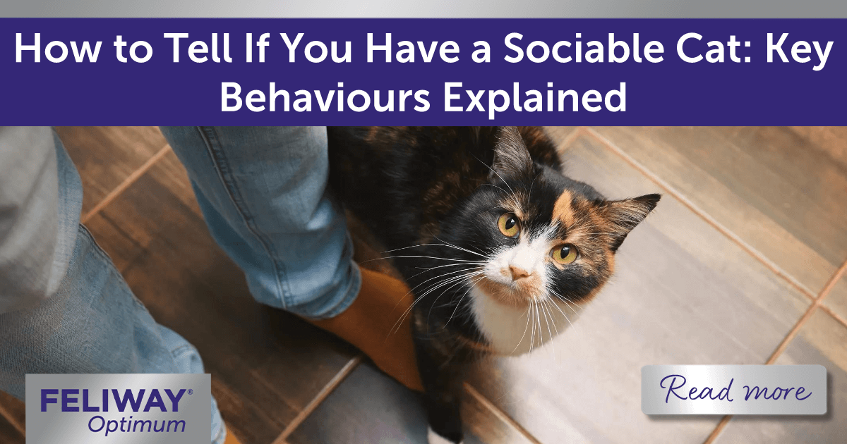 Black cat with orange patches on their face, looking up at their human while walking past their legs.