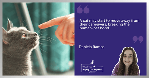 Finger pointing at a fluffy grey cat’s nose.