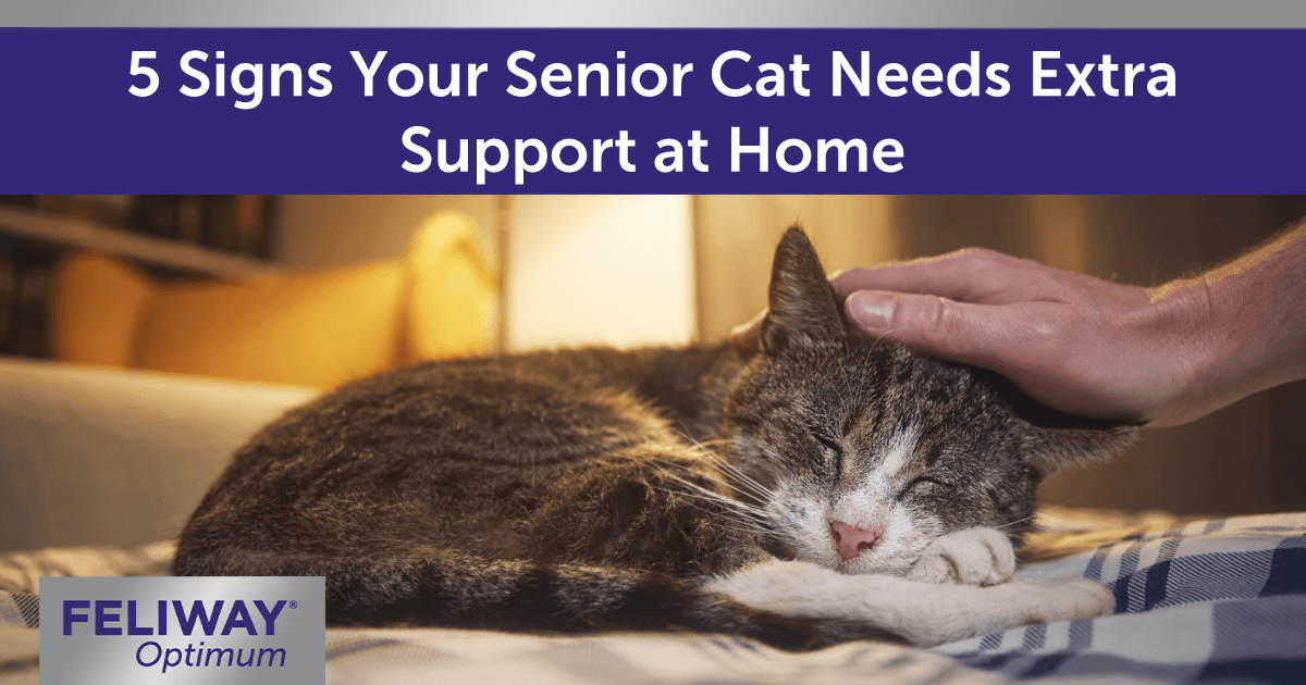  Older cat curled up on a bed while a human gently strokes their head.
