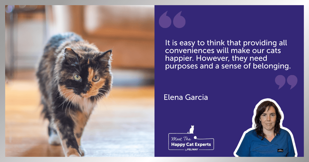 Older Tortoiseshell Cat walking across a lounge floor.