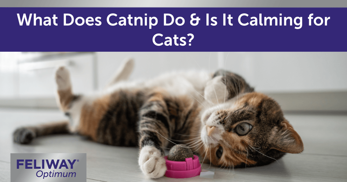 Multicoloured cat laying on its back playing with a catnip ball in a kitchen. 
