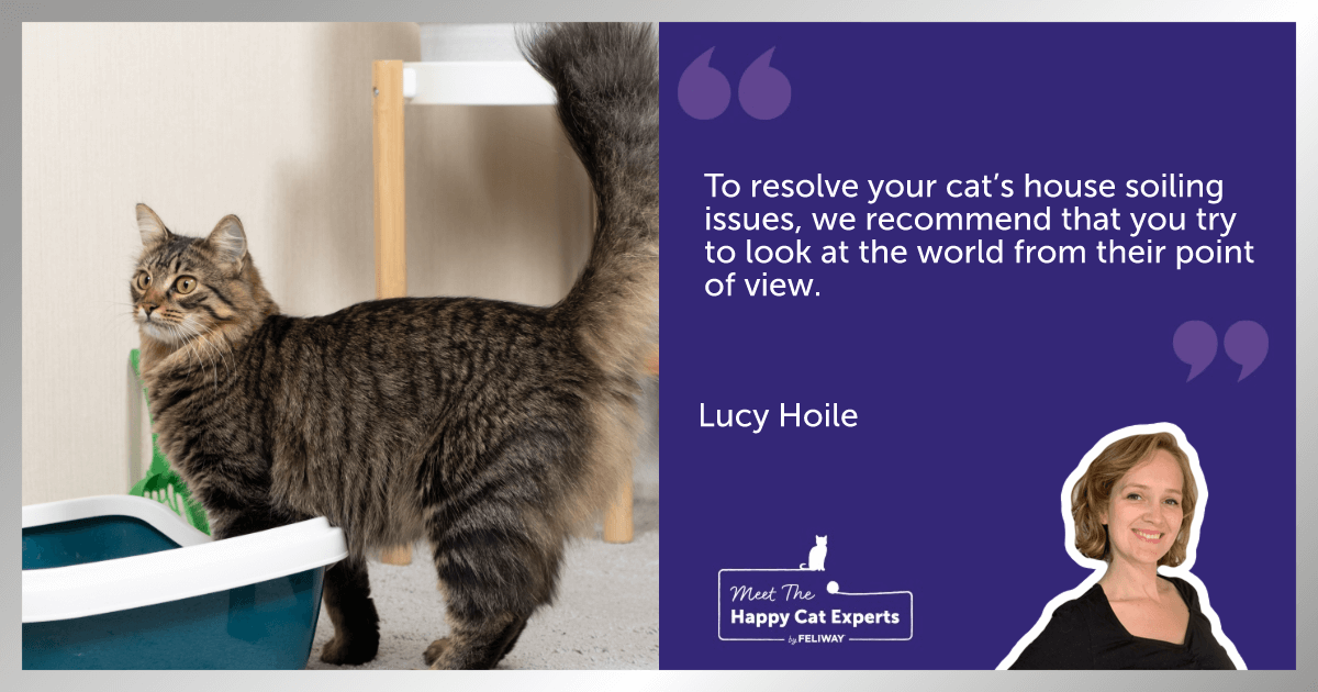 A domestic cat by a litterbox in a living room.