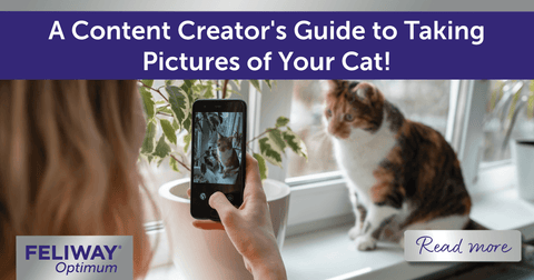 Human taking a photo on their mobile phone of a cat sitting on windowsill.&nbsp;