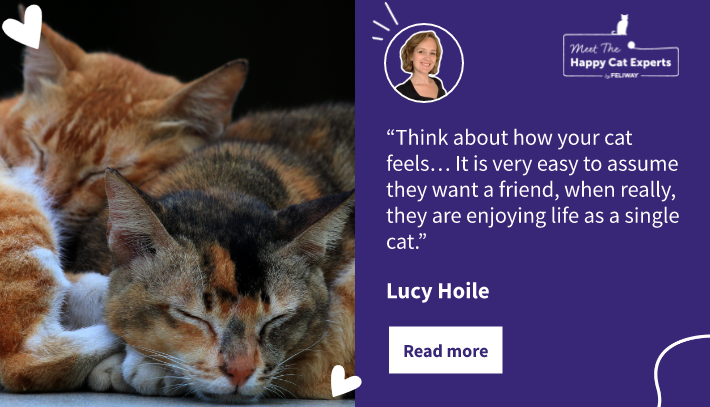 Should You Get Another Cat? A Happy Cat Expert Explains!