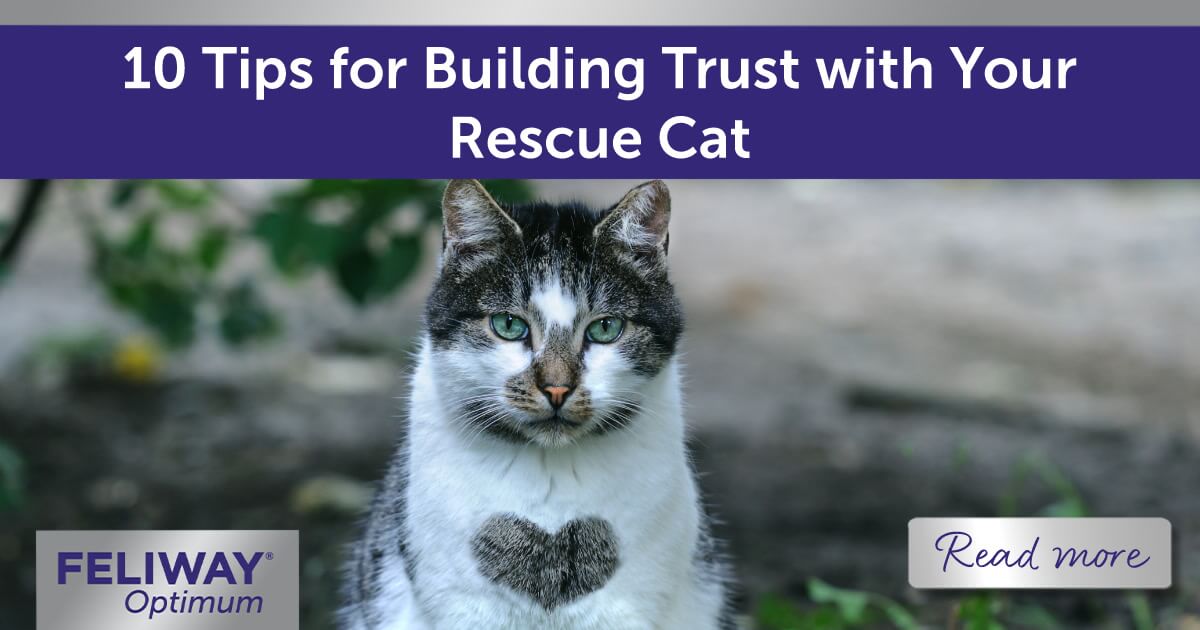 A white and grey tabby cat with a heart shaped section of hair on their chest.
