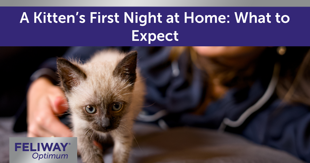 Small Siamese kitten walking across a bed while a woman relaxes in the background.