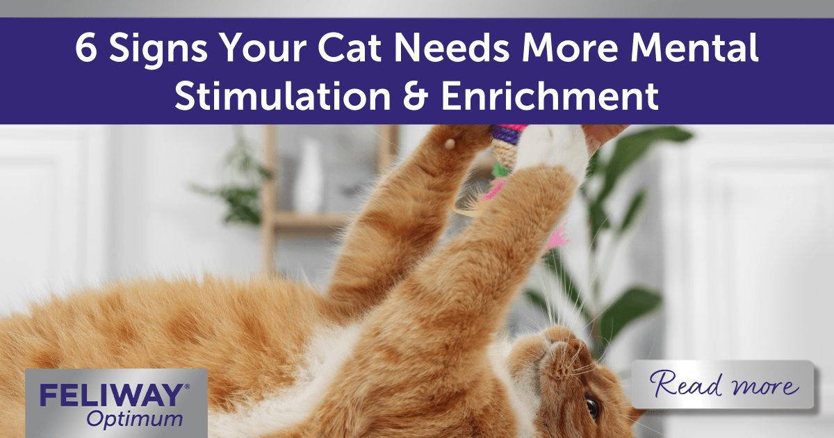 Ginger cat reaching up to play with a toy their human holds above them.