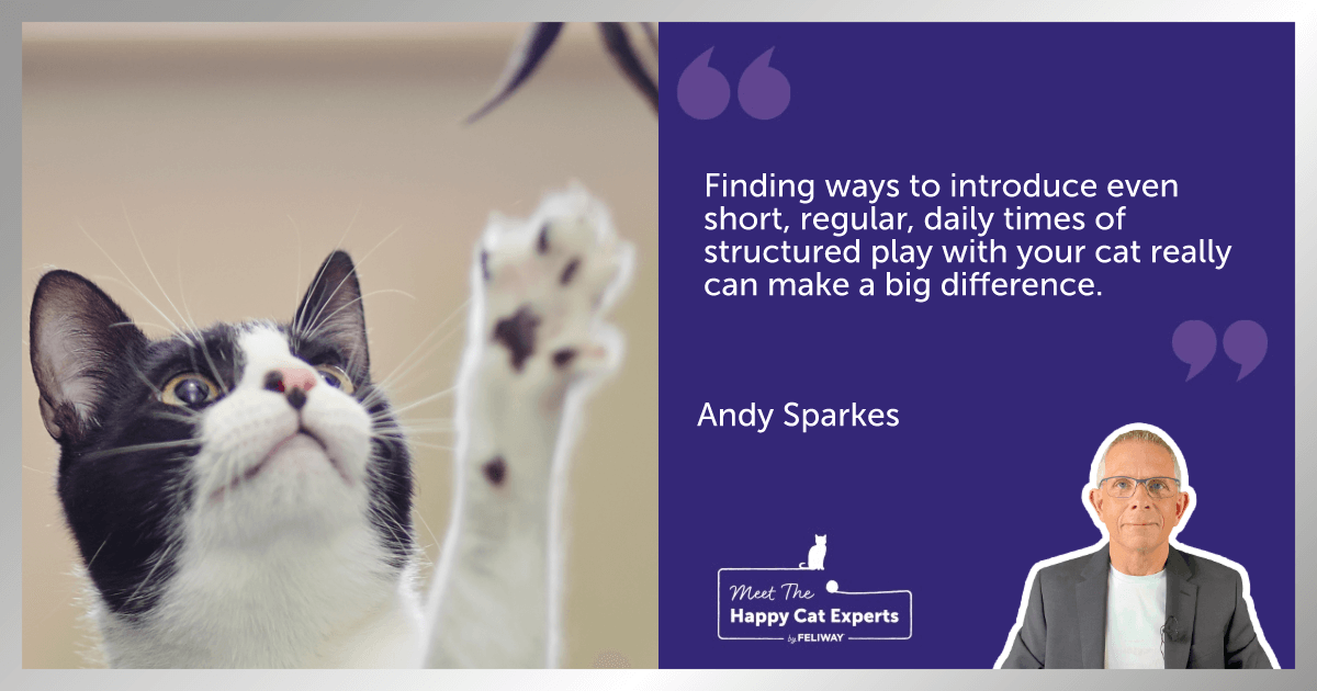 A person using a wand toy to play with their black and white cat that is reaching up to catch the toy’s feather.