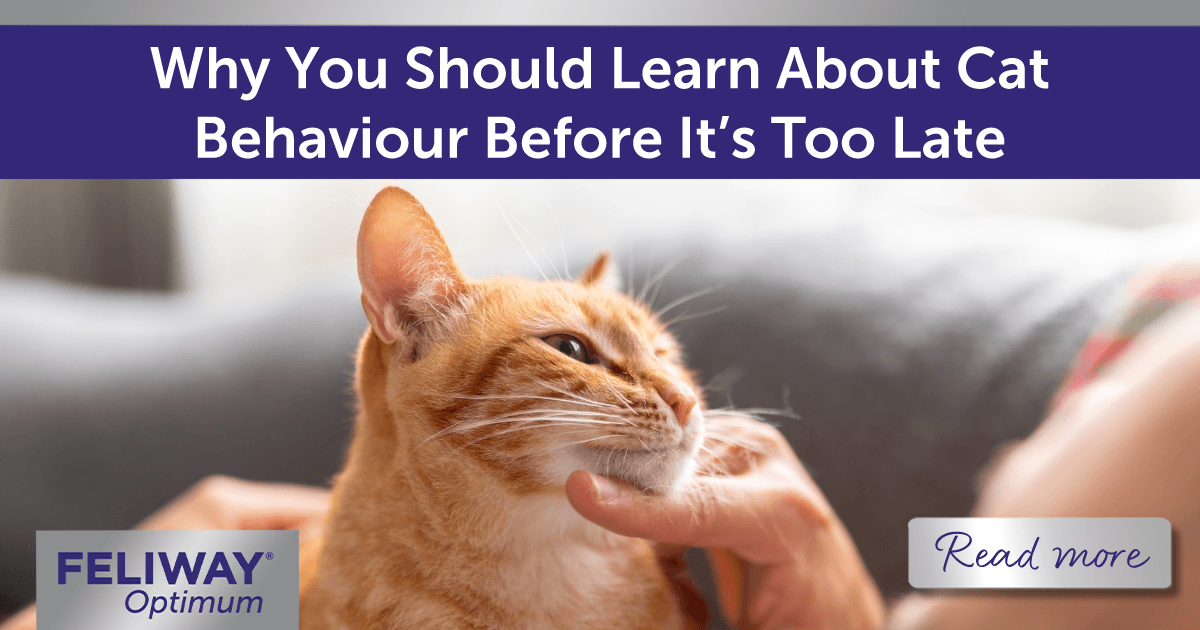 Man stroking a ginger cat sitting on his chest.