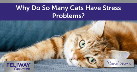 Ginger cat stretching on their side on a blue sofa.