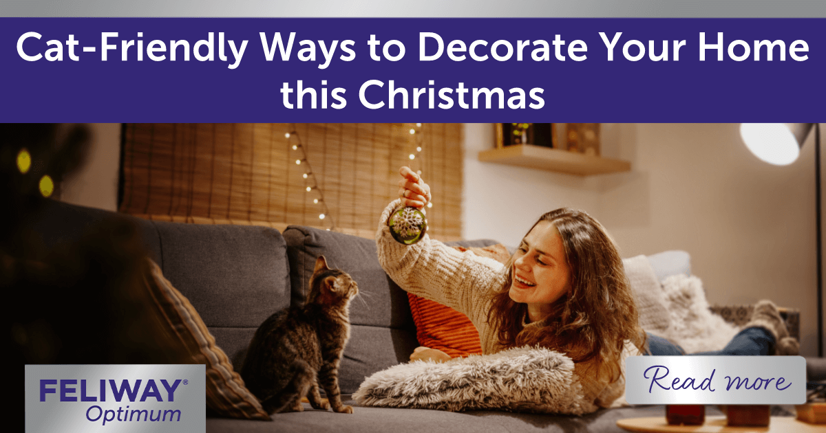 Happy woman showing a Tabby cat a shiny bauble.&nbsp;