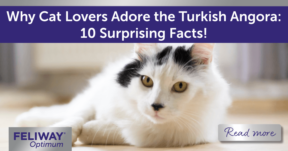 Black and white Turkish Angora cat lying on the floor, looking into the camera.
