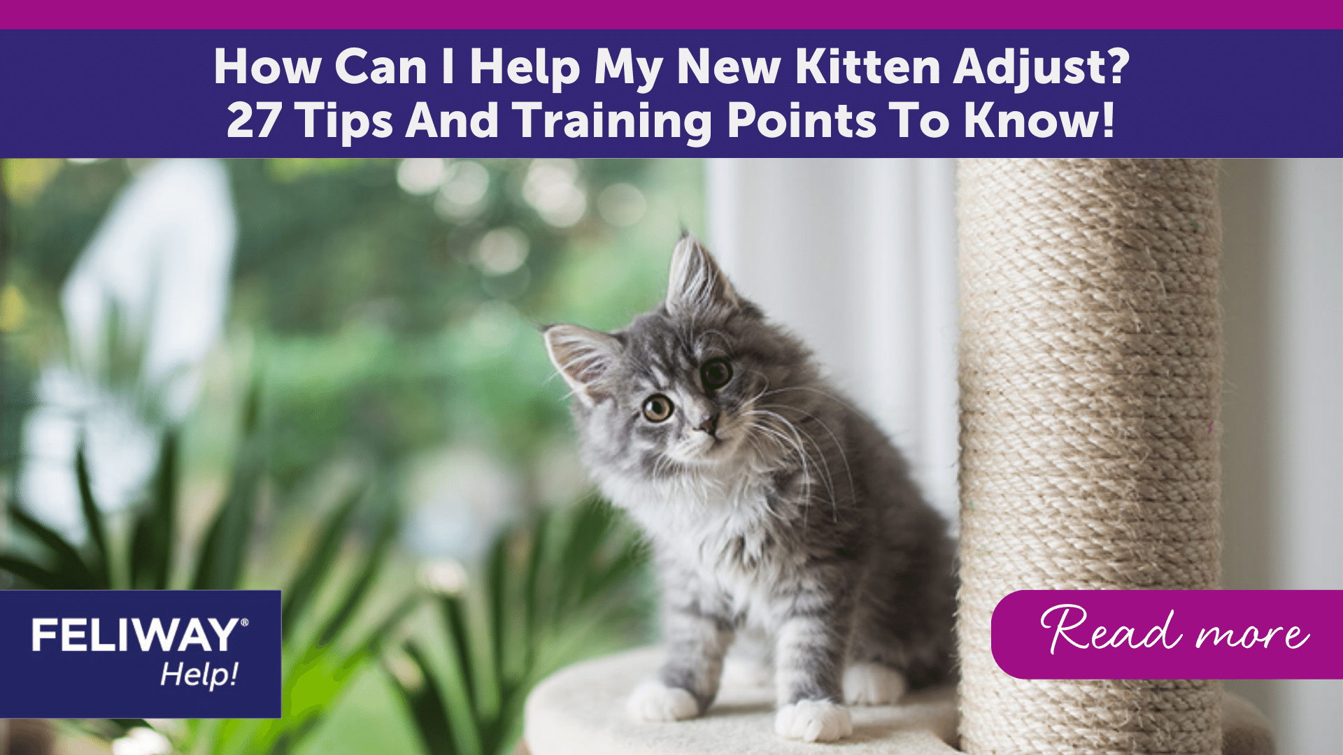 How Can I Help My New Kitten Adjust? 27 Tips And Training Points To Know!