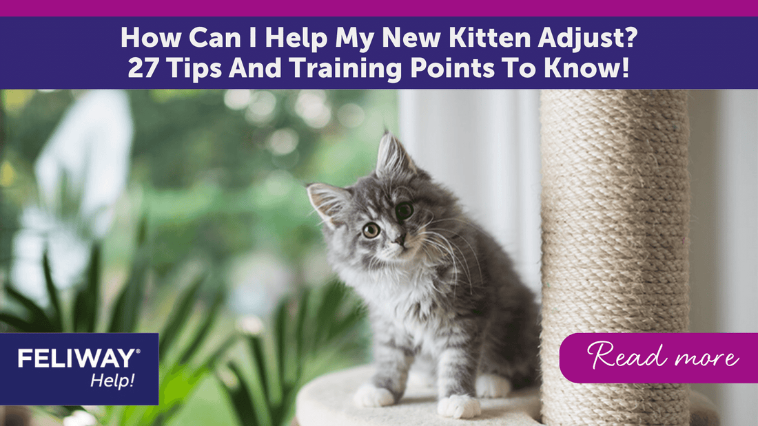 How Can I Help My New Kitten Adjust? 27 Tips And Training Points To Know!