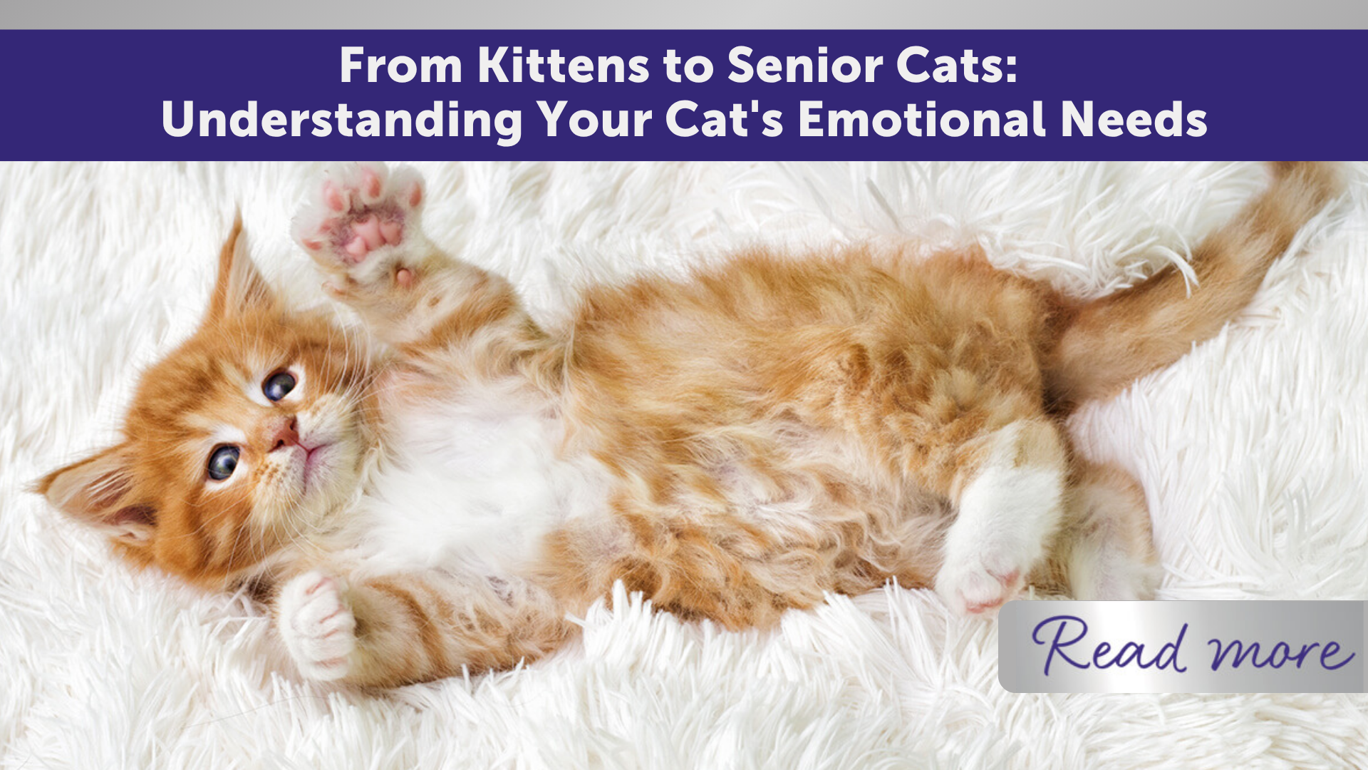 From Kittens to Senior Cats: Understanding Your Cat's Emotional Needs
