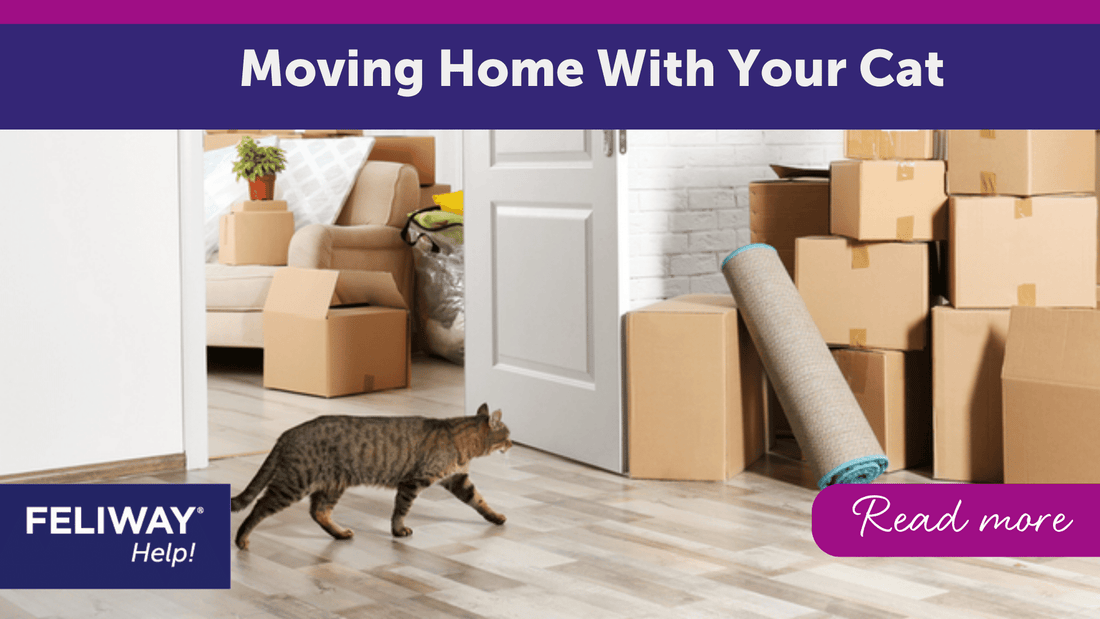 Moving Home With Your Cat