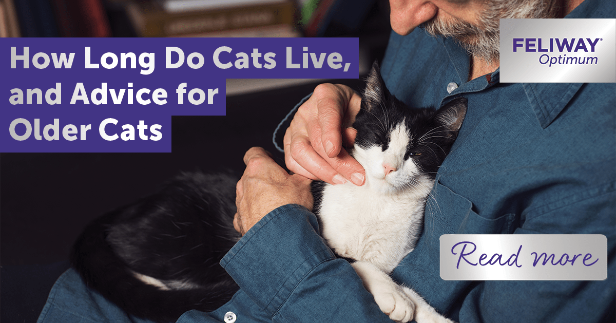 How Long Do Cats Live, and Advice for Older Cats