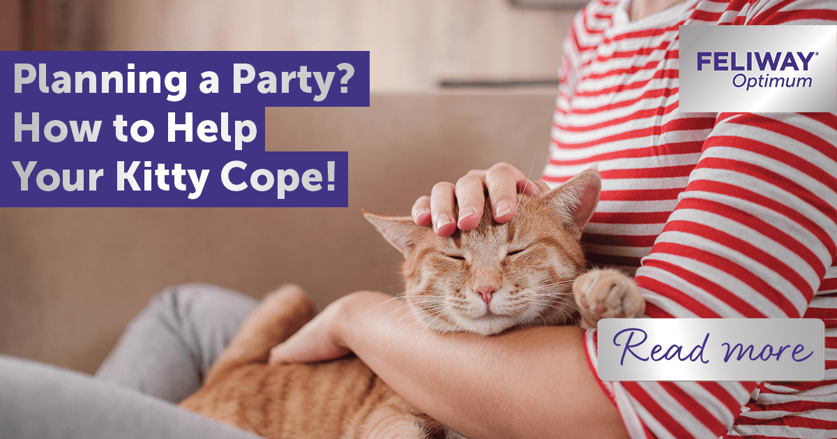 Planning a Party? How to Help Your Kitty Cope!