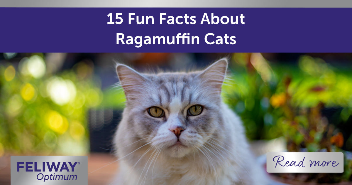 15 Fun Facts About Ragamuffin Cats | FELIWAY