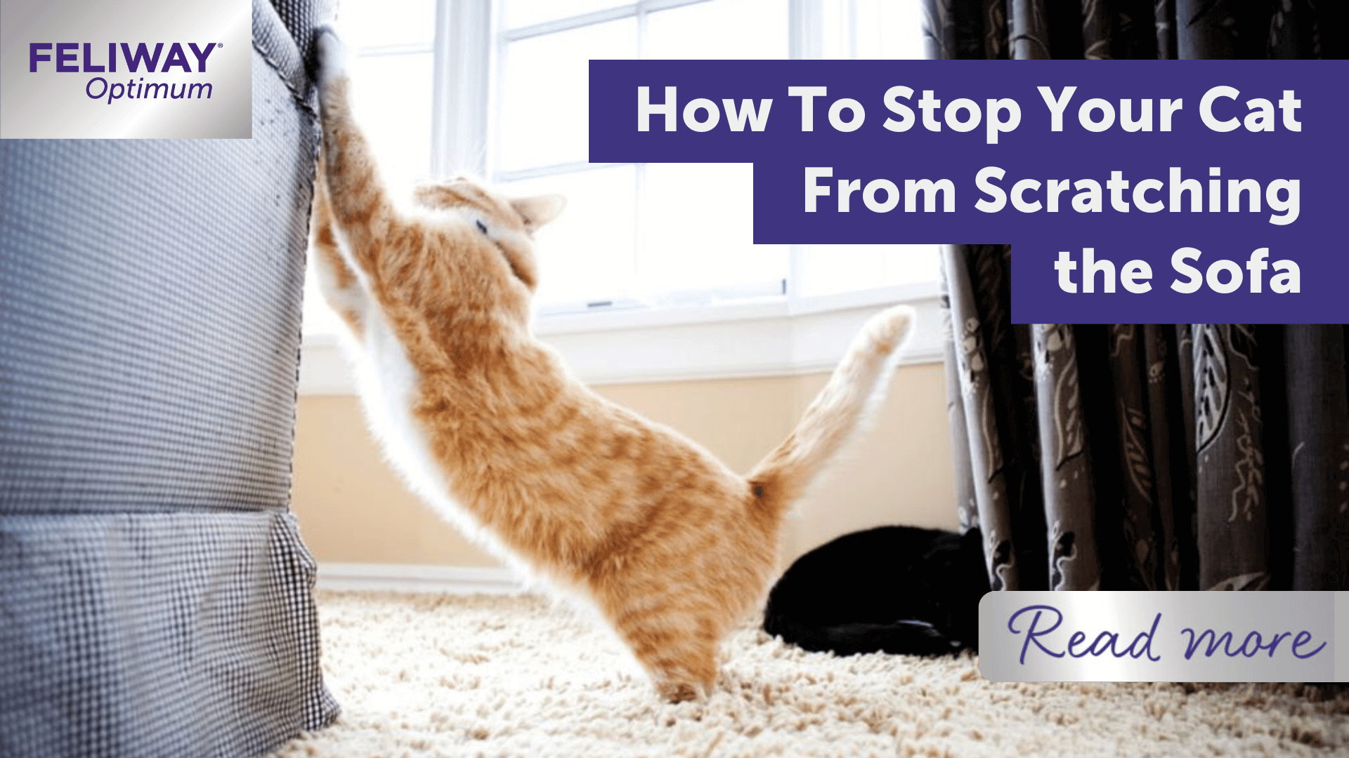 How To Stop Your Cat From Scratching the Sofa