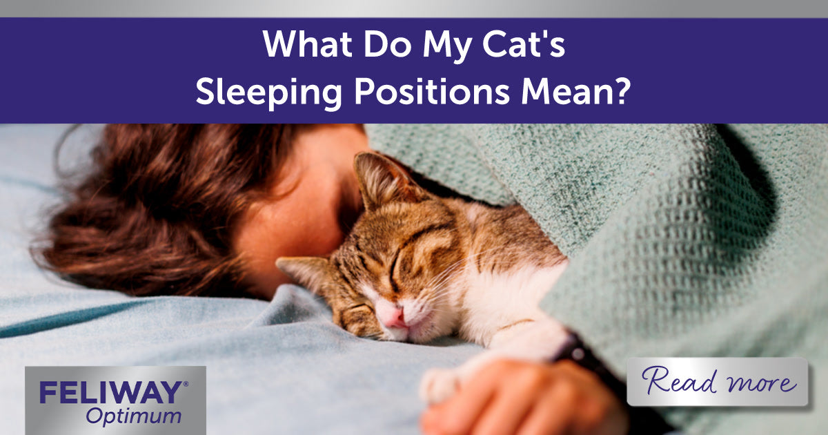 What Do My Cat’s Sleeping Positions Mean?