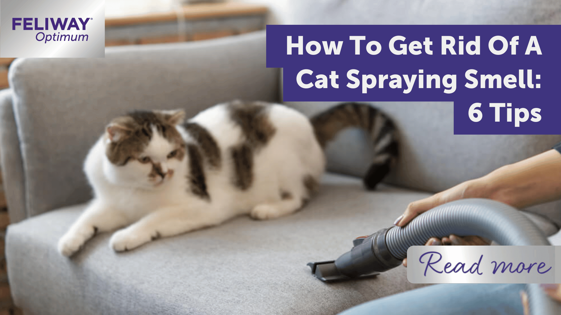 How To Get Rid Of A Cat Spraying Smell: 6 Tips