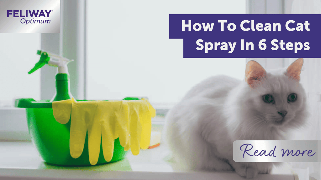 How to Get Cat Spray Smell Out of House: Easy & Effective Tips