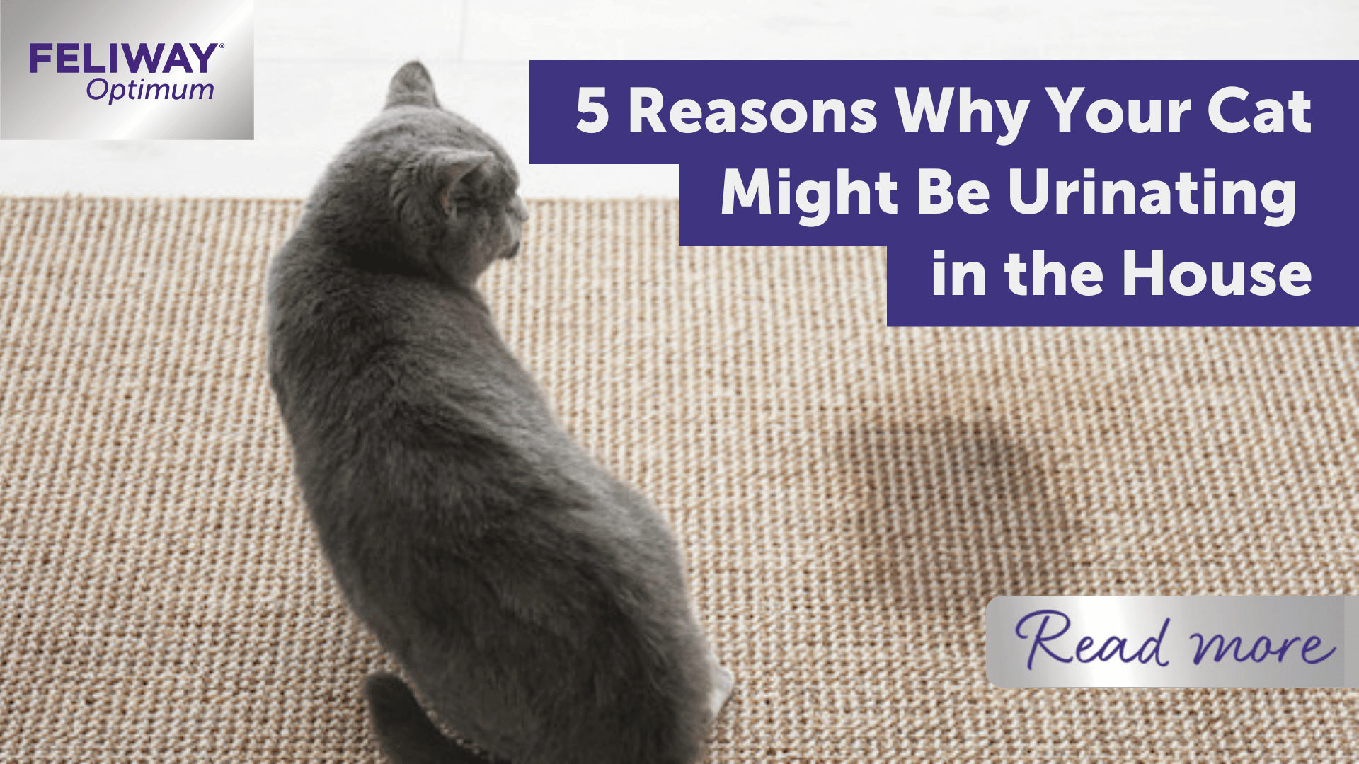 5 Reasons Why Your Cat's Urinating in the House