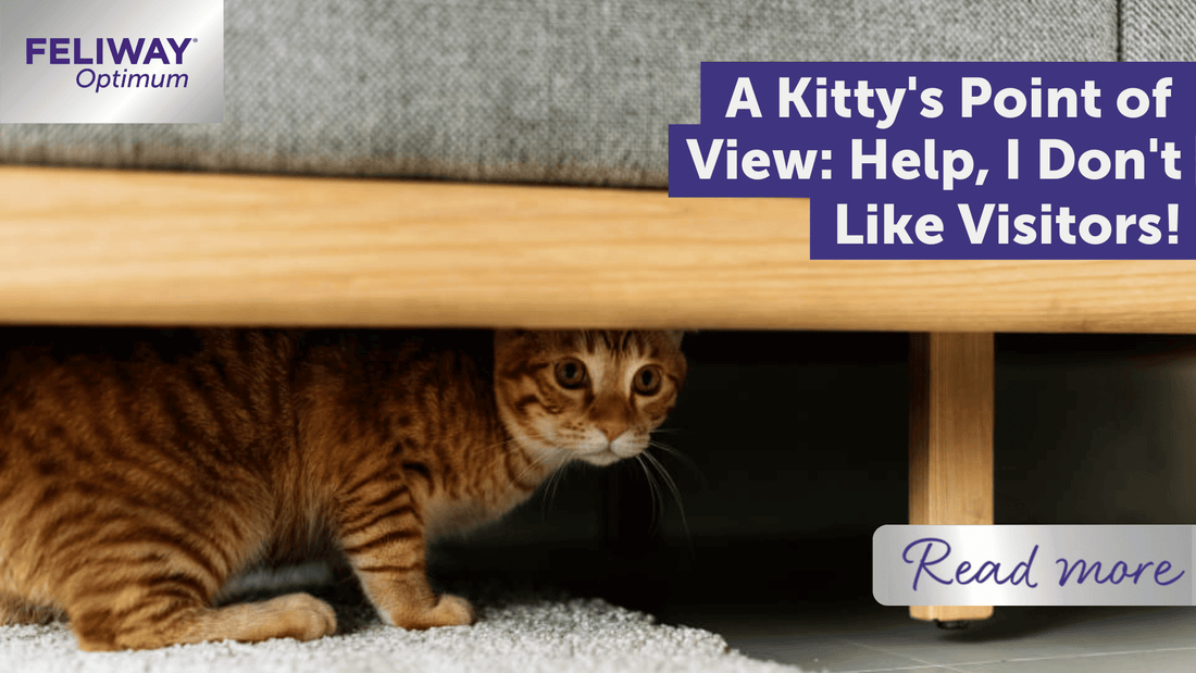 A Kitty's Point of View: Help, I Don't Like Visitors!