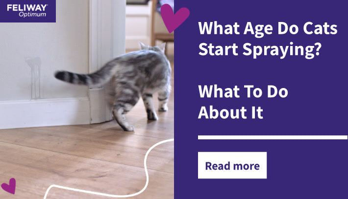What Age Do Cats Start Spraying? What To Do About It