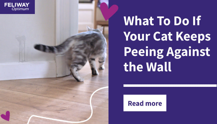 What To Do If Your Cat Keeps Peeing Against the Wall