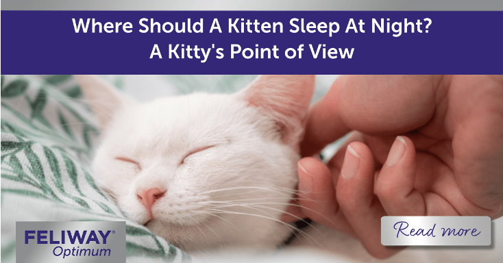 Where Should A Kitten Sleep At Night? A Kitty’s Point of View