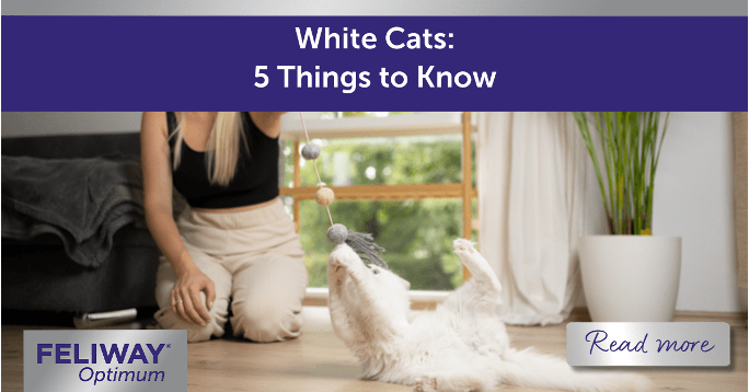 White Cats – 5 Things to Know