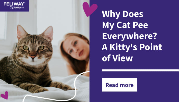 Why Does My Cat Pee Everywhere? A Kitty's Point of View