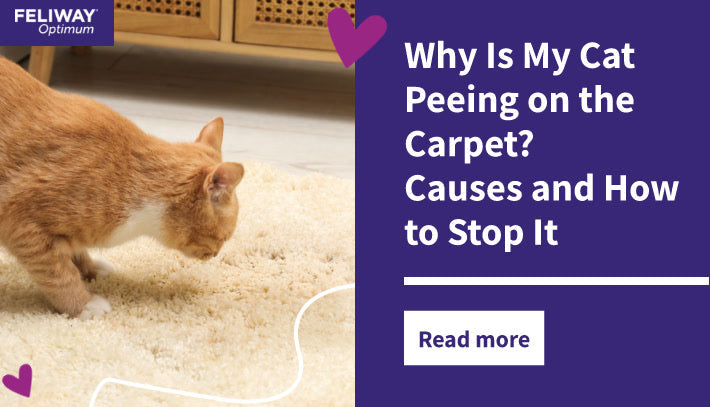 Why Is My Cat Peeing on the Carpet? Causes and How to Stop It