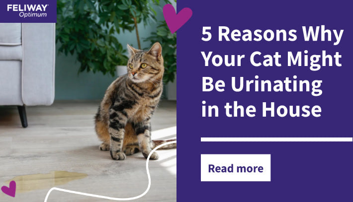 5 Reasons Why Your Cat Might Be Urinating in the House