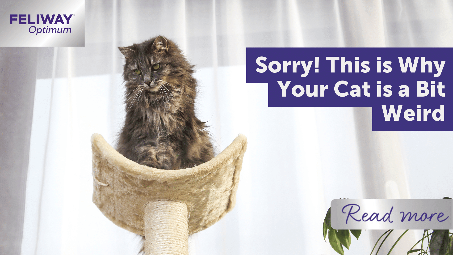 Sorry! This is why your cat is a bit weird