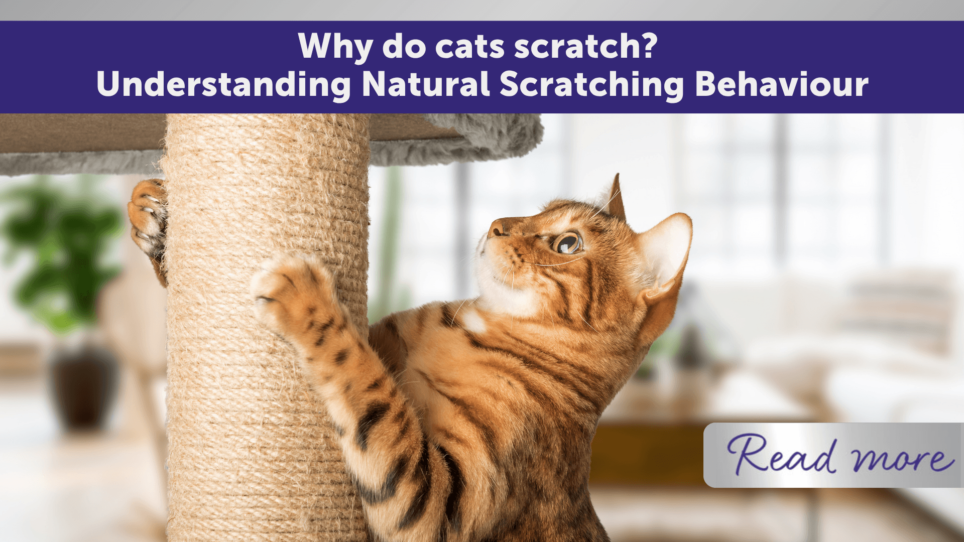 Why Do Cats Scratch? 3 Reasons, and How To Stop It