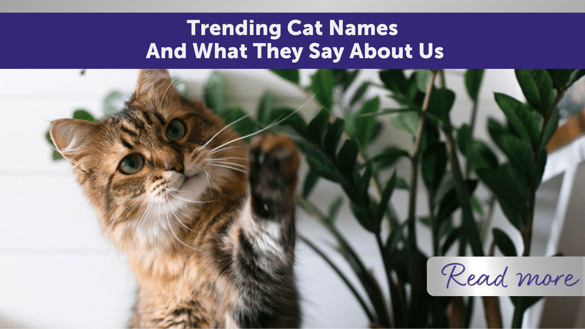 Cat by house plants
