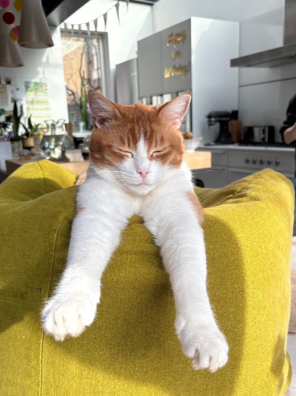 Billi