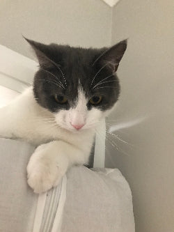 Cat of the month July - jack