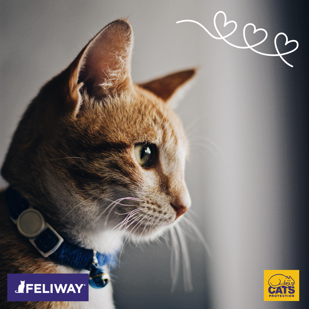 Feliway cat collar best sale