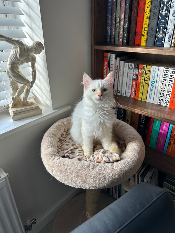 Frankie
