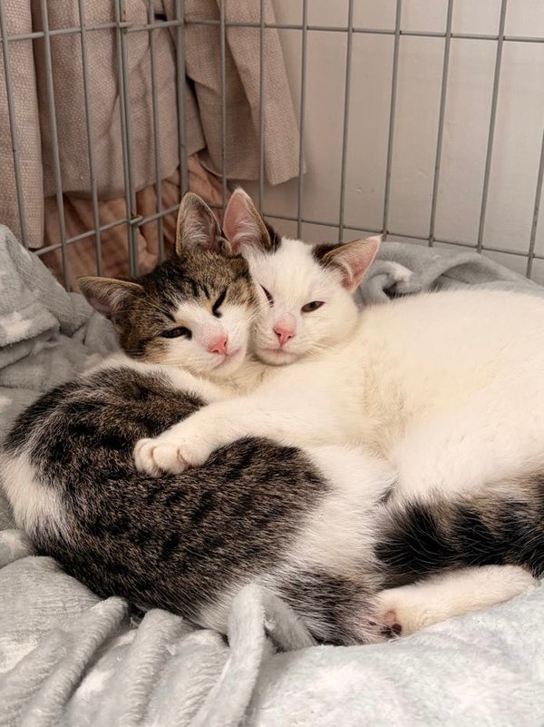 Pepper & Purdy