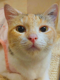 Cat of the month july-pukka
