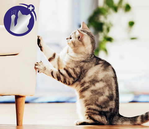 Does Your Cat Scratch Stop Cats Scratching FELIWAY